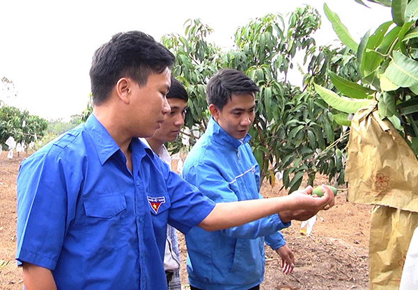 Thanh niên huyện Xuân Lộc chia sẻ kinh nghiệm trồng xoài năng suất cao
