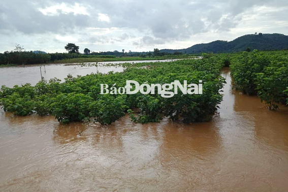 Lũ lnhấn chìm nhiều cây cối tại huyện Tân Phú