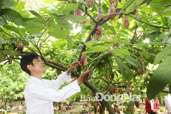 Thu nhập của các thành viên trong Hợp tác xã ca cao - điều Định Quán khi tham gia dự án cánh đồng lớn trồng cây ca cao tăng lên nhiều so với trồng chuyên cây điều