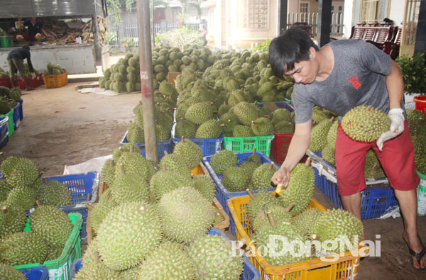Nông dân đua nhau trồng cây sầu riêng tiềm ẩn rủi ro lớn vì mặt hàng này hiện chỉ xuất khẩu được sang Trung Quốc qua đường tiểu ngạch. Trong ảnh: đại lý mua bán sầu riêng tại huyện Xuân Lộc. Ảnh: B.Nguyên
