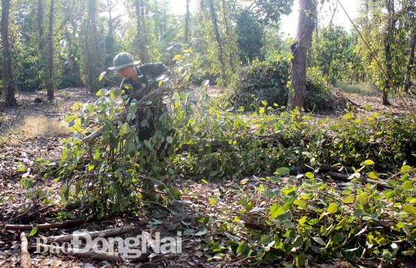 Nông dân tại xã Hàng Gòn (TP.Long Khánh) chặt tiêu sau khi phát triển rầm rộ cây trồng này.