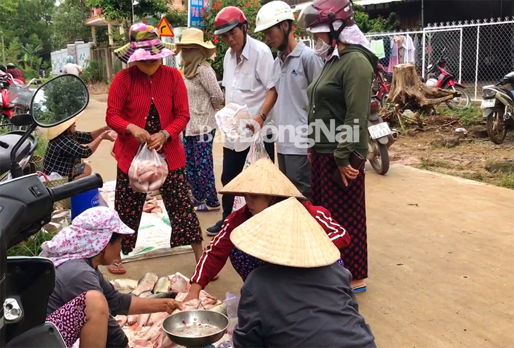Sau lũ, các điểm bán cá tự phát xuất hiện khá nhiều ngay bến đò Thanh Sơn, do dội chợ nên giá cá bán ra chỉ 10-15 ngàn đồng/kg