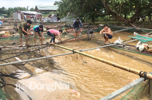 Các lực lượng chức năng giúp dân làng bè tại xã Ngọc Định (huyện Định Quán) vớt cá bị chết ra khỏi bè. Ảnh: Tố Tâm 