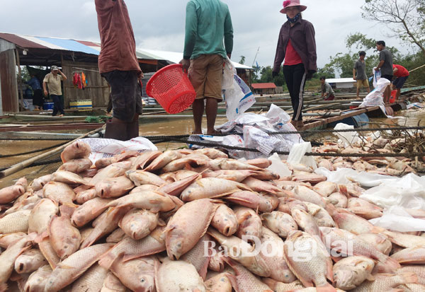 hàng ngàn tấn cá chết và ra ngoài tự nhiên của người dân huyện Định Quán