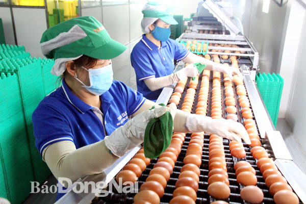 Quy trình sản xuất trứng gà hiện đại tại Công ty TNHH thương mại dịch vụ, sản xuất và chăn nuôi Thanh Đức (huyện Xuân Lộc). Ảnh: H.Hải