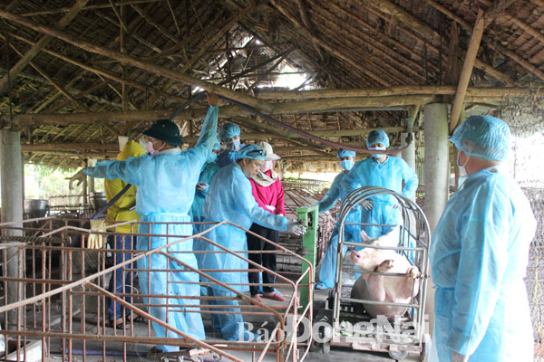 Xử lý ổ heo dịch tại huyện Thống Nhất. Ảnh: Nguyễn Liên