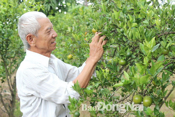 Nhiều người dân huyện Định Quán chuyển đất lúa 1-2 vụ/năm thiếu nước sang trồng quýt đường cho lợi nhuận cao gấp 25 lần trồng lúa
