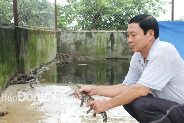 Trại nuôi cá sấu của một nông dân tại xã Phú Ngọc (huyện Định Quán). Ảnh: B.Nguyên