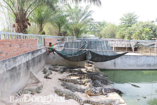 Khu nuôi cá sấu tại Khu du lịch sinh thái Vườn Xoài (TP.Biên Hòa). Ảnh: Minh Quân