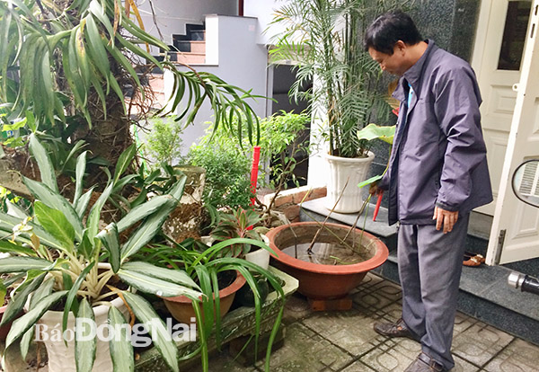 Một hộ dân trong Khu dân cư Tân Thuận (KP.5, phường Tân Hiệp, TP.Biên Hòa) trồng sen trong bồn nhưng không thả cá bảy màu để diệt lăng quăng