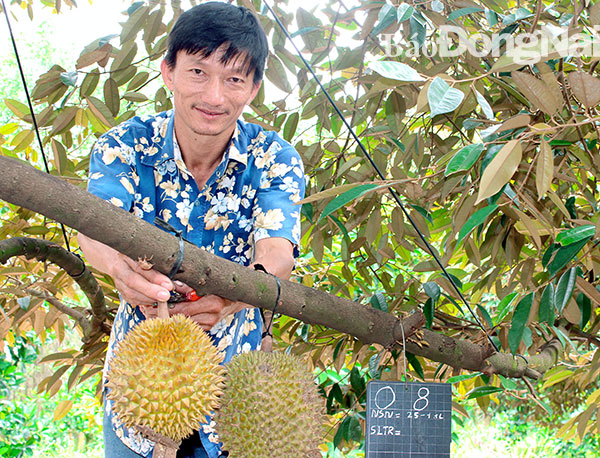 Anh Trần Anh Tùng, ấp 7, xã Bình Sơn (huyện Long Thành) thu hoạch sầu riêng VietGAP. Ảnh: B. Mai