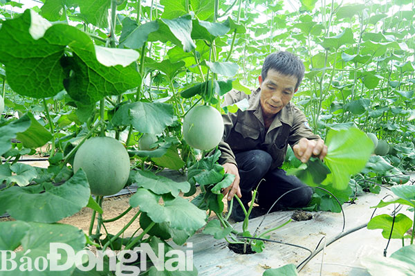 Mô hình trồng dưa lưới trong nhà màng cho thu nhập cao tại xã Vĩnh Thanh. Ảnh: B. Nguyên