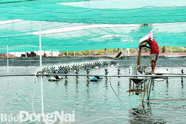 Nuôi tôm công nghệ cao tại xã Vĩnh Thanh