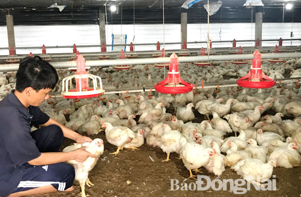 Nhiều trại nuôi lỗ vốn vì giá gà thấp kỷ lục. Ảnh chụp tại một trại nuôi gà công nghiệp tại xã Tân Hiệp  (huyện Long Thành)