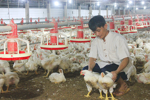 Gà công nghiệp đã tăng về mức bằng với giá thành sản xuất. Ảnh chụp tại trại gà ở huyện Long Thành. 