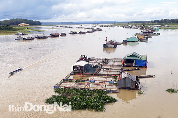 Chất lượng nước mặt khu vực làng bè La Ngà, huyện Định Quán bị ô nhiễm với nhiều thông số vượt chuẩn. Ảnh: P.Tùng