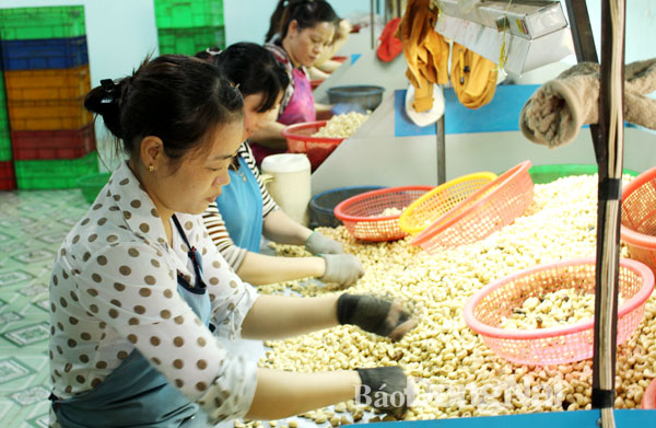 Chế biến hạt điều tại Công ty TNHH một thành viên thương mại Minh Nghĩa Thịnh (huyện Xuân Lộc)