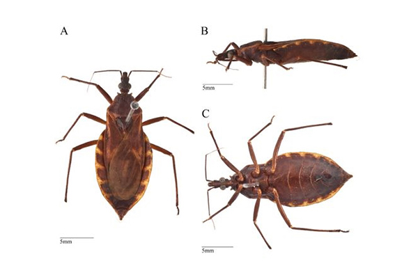 Hình ảnh con bọ xít hút máu Triatoma rubrofasciata (ảnh Internet)