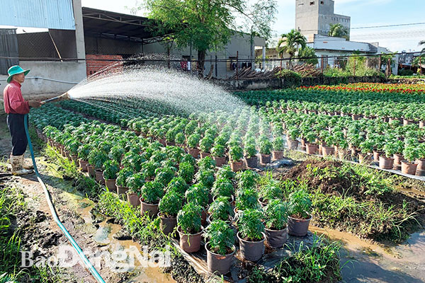 Nhiều diện tích trồng rau chuyển sang trồng hoa dịp Tết tại xã Gia Tân 3 (huyện Thống Nhất). Ảnh: T.Mộc