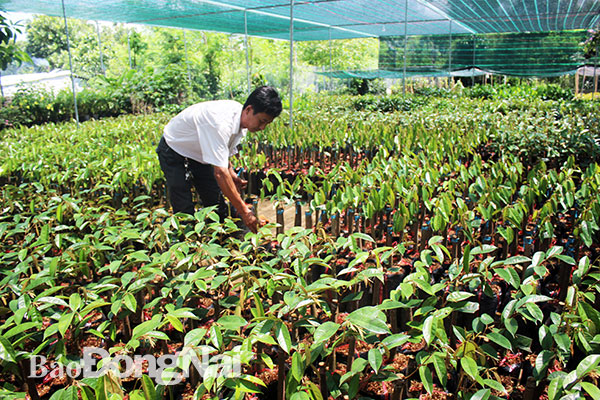 Hợp tác xã giống cây trồng Phú Thịnh (huyện Tân Phú) là địa chỉ tin cậy cung cấp giống cây trồng cho xã viên. Ảnh: B.Nguyên