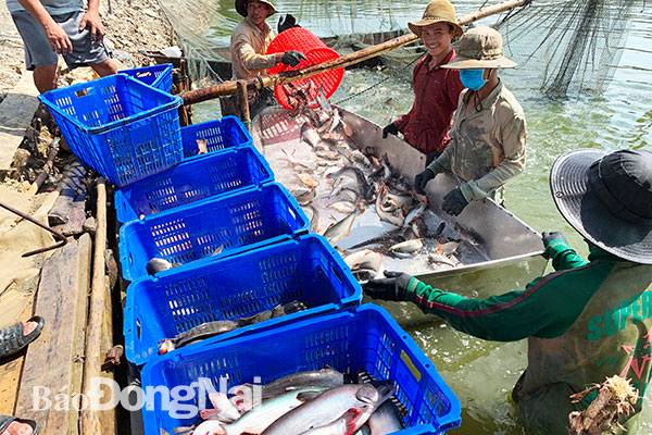 Thu hoạch cá tại khu nuôi cá tra VietGAP ấp Vàm (xã Thiện Tân, huyện Vĩnh Cửu). Ảnh: M.Quân
