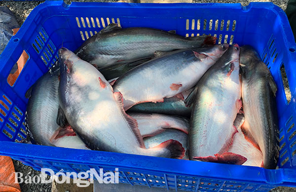 Cá tra thu hoạch được. Ảnh: M.Quân