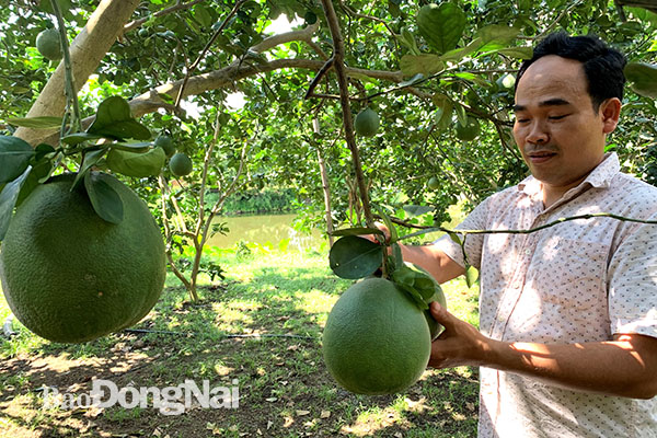 Mô hình trồng bưởi của gia đình ông Huỳnh Văn Hoàng.