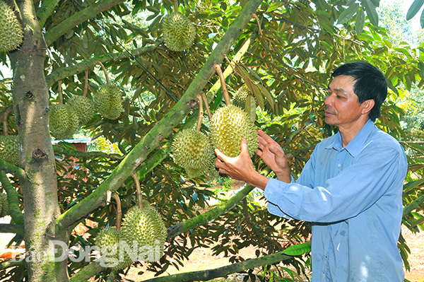 Xuân Lộc có nhiều cây trái, nong sản nhưng công nghiệp chế biến vẫn còn thiếu