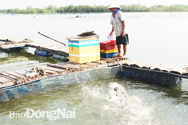 Ông Nguyễn Tỉnh (55 tuổi, ấp 1C, xã Phước Thái) được xem là người tiên phong áp dụng mô hình nuôi cá nước lợ dọc sông Thị Vải đoạn qua các xã Phước Thái, Phước An