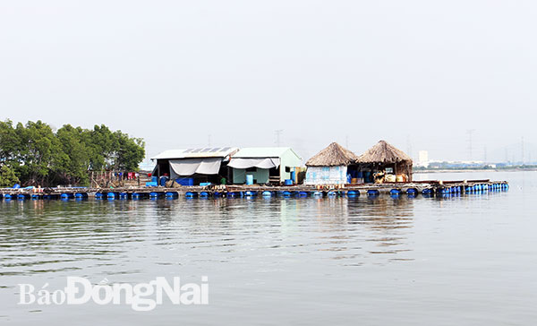 Xã Phước Thái hiện có khoảng 40 hộ nuôi cá lồng trên sông. Ảnh: B.Mai