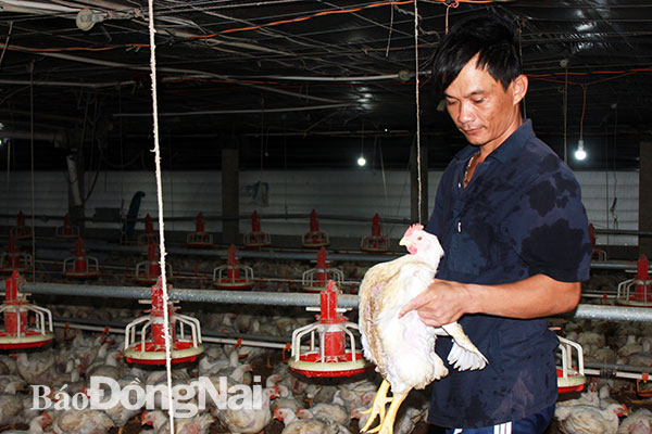 Người chăn nuôi vui vì giá gà công nghiệp tăng cao. Trong ảnh: Người chăn nuôi tại xã Lộc An (huyện Long Thành) chăm sóc gà. Ảnh: B.Nguyên