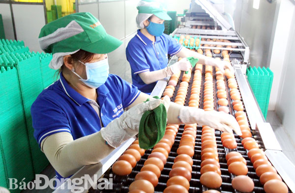 Quy trình sản xuất trứng gà hiện đại, khép kín tại Công ty TNHH thương mại, dịch vụ, sản xuất và chăn nuôi Thanh Đức (huyện Xuân Lộc). Ảnh: Hải Quân