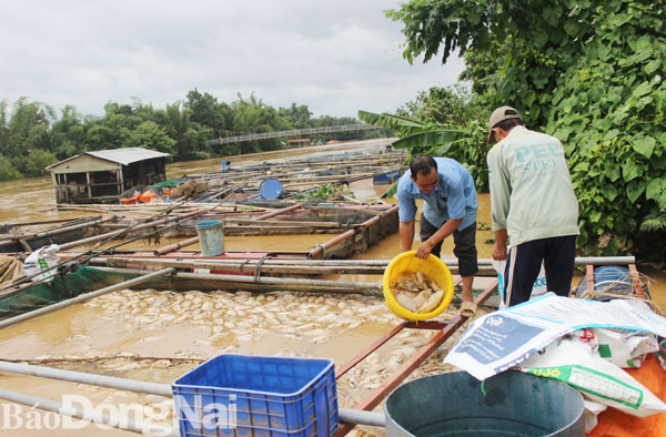 Cá bè tại sông La Ngà (huyện Định Quán) chết trắng vì thiên tai vào tháng 5-2019