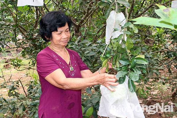 Bà Lê Thị Bạch, ngụ ở ấp Suối Râm, bên cây bưởi - một loại cây mới được trồng ở “đồi khát”. Ảnh: B.Mai