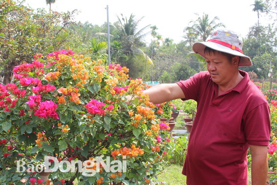 1. Ông Huỳnh Văn Hoàng đang chăm sóc cây hoa kiểng được lai tạo 4 màu hoa khác nhau