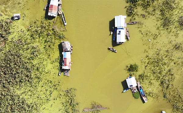 Cây mai dương - Cảnh báo từ vùng bán ngập Hồ Trị An