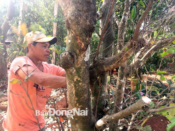 Ông Nguyễn Văn Tập (ngụ xã Suối Cát, H.Xuân Lộc) bôi thuốc xử lý các vết trầy xước trên cây sau khi đào xong gốc. Ảnh: H.Đình