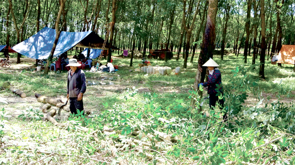 Thanh lý cây cao su, bàn giao mặt bằng xây dựng khu tái định cư Lộc An - Bình Sơn thuộc dự án thu hồi đất, bồi thường, hỗ trợ, tái định cư Sân bay Long Thành