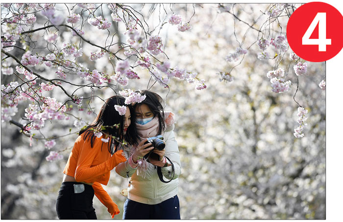 Hai cô gái chụp ảnh hoa anh đào bắt đầu nở rộ tại Công viên St James ở London (Anh) ngày 11-3