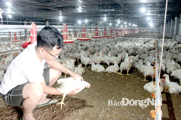 Một trại gà công nghiệp tại H.Long Thành. Ảnh: L.Quyên