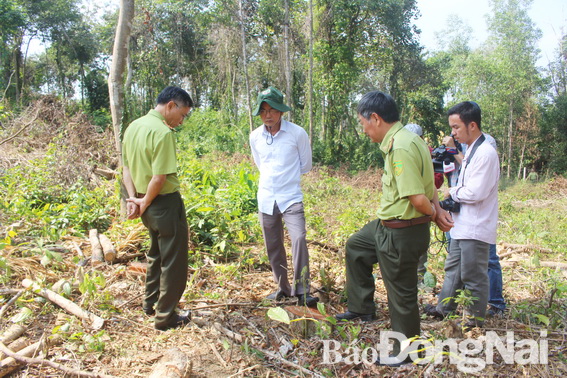 Phó chủ tịch UBND tỉnh Võ Văn Chánh kiểm tra thực tế tại khu rừng bị đốn hạ