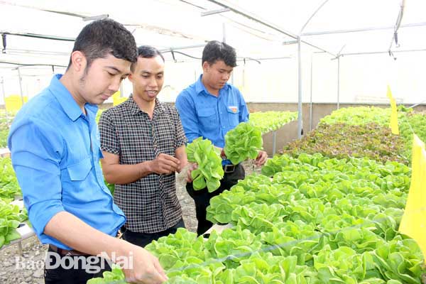 Đoàn thanh niên H.Nhơn Trạch tham quan mô hình trồng rau thủy canh của anh Bao Minh Quang (ngụ ấp 2, xã Phước Khánh). Ảnh:B. Mai