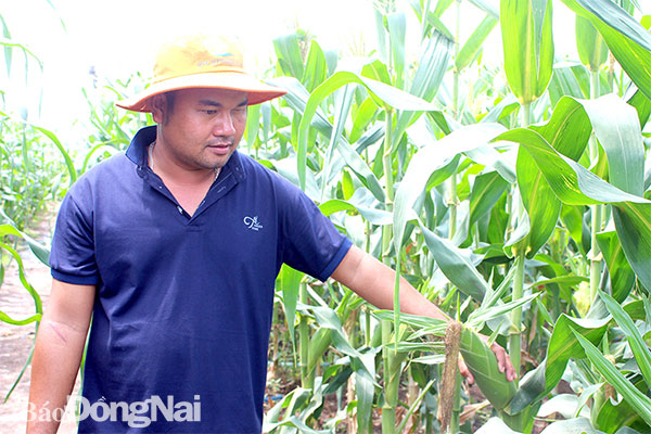 Anh Ngô Văn Long (ấp 5, xã Xuân Tây, H.Cẩm Mỹ) chăm sóc vườn bắp Mỹ