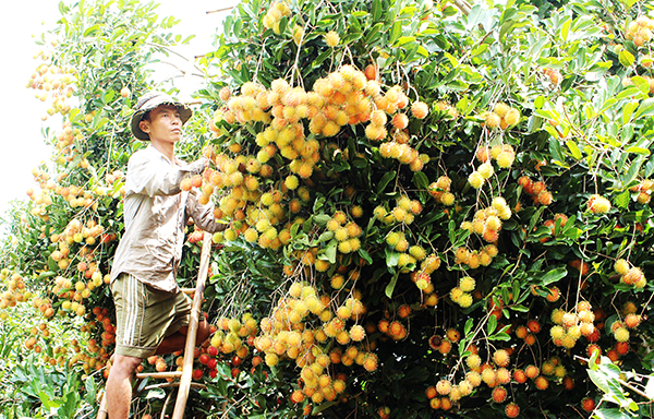 Chôm chôm Long Khánh là một trong 2 đặc sản trái cây của Đồng Nai được cấp chỉ dẫn địa lý