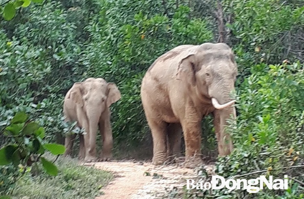 85 hộ dân đã được nhận hỗ trợ thiệt hại do voi rừng gây ra