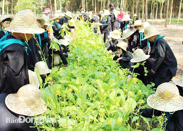 Các em học sinh trải nghiệm chăm sóc rau tại Nông trại Cuộc sống xanh (xã Tân Hiệp). Ảnh: B.Mai