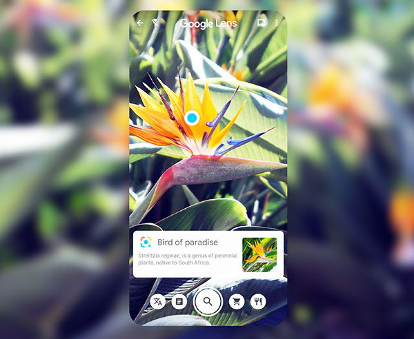 Giơ Google Lens lên chụp hình hoa, bạn sẽ được cung cấp ngay thông tin về hoa