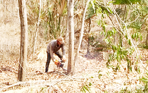 Lô rừng tràm 5 tuổi do ông Võ Thanh Vũ (ngụ xã Xuân Hòa, H.Xuân Lộc) nhận khoán đất trồng rừng đã chết khô hoàn toàn, phải chặt bỏ. Ảnh: H.Đình