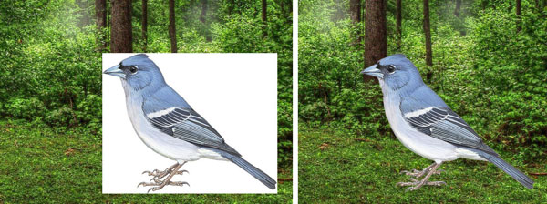 Minh họa về màu trong suốt: ảnh bên trái bên ngoài chú chim là màu trắng, khi ghép với ảnh khu rừng thì vùng trắng che mất cảnh rừng; ảnh bên phải bên ngoài chú chim là trong suốt nên cảnh rừng vẫn hiện ra