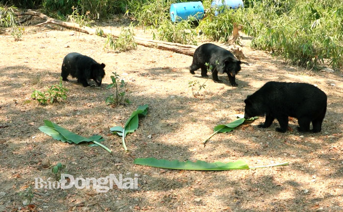 Những con gấu ở Trung tâm Cứu hộ, bảo tồn và phát triển sinh vật Vườn quốc gia Cát Tiên đang được sống trong khu vực bán hoang dã. Ảnh: T.Nhân